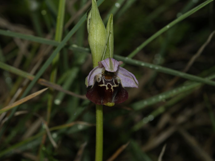 Ophrys celiensis?